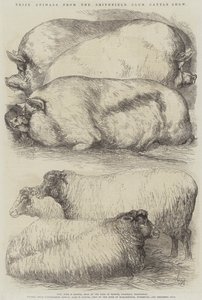 Prize Animals from the Smithfield Club Cattle Show